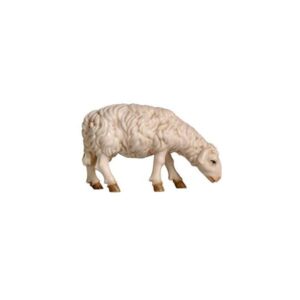 Oveja comiendo - cabeza hacia adelante